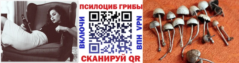 закладка  Красноуфимск  Галлюциногенные грибы прущие грибы 